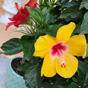 Meet your Posher, Bianca